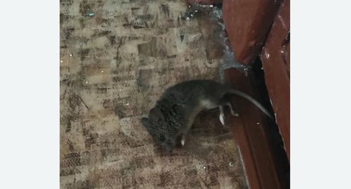 Дезинфекция от мышей в Менделеево