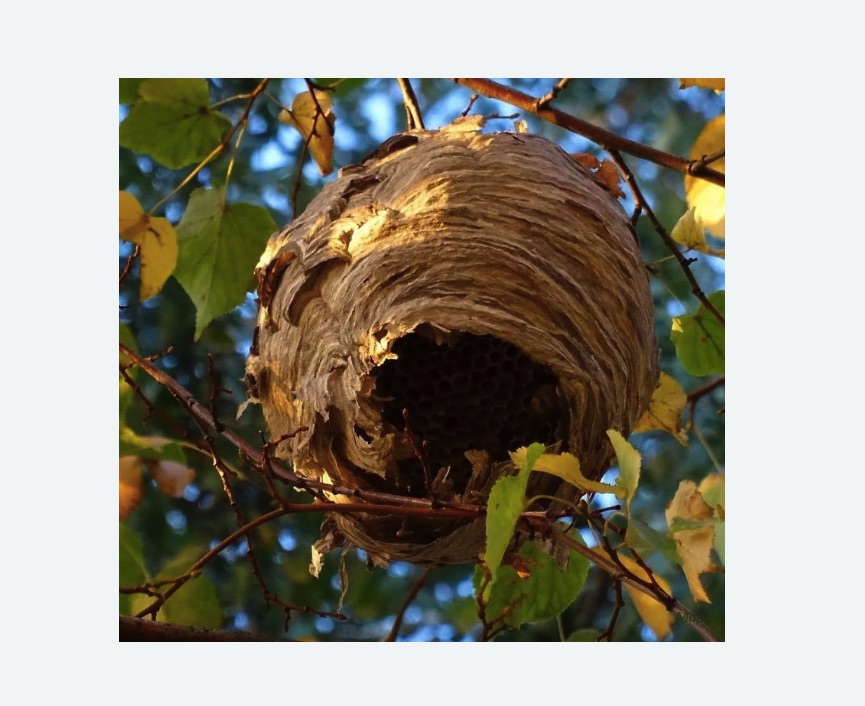 Обработка от шершней в Менделеево