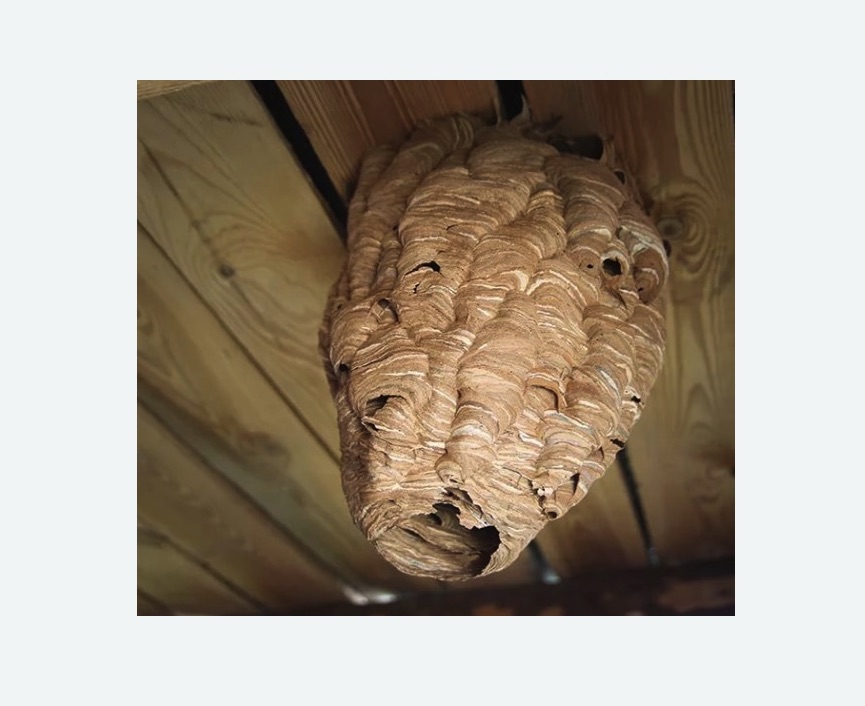 обработка от шершней в Менделеево