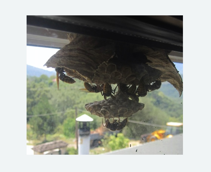 Уничтожение гнёзд шершней в Менделеево