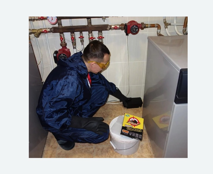 Уничтожение крыс в Менделеево