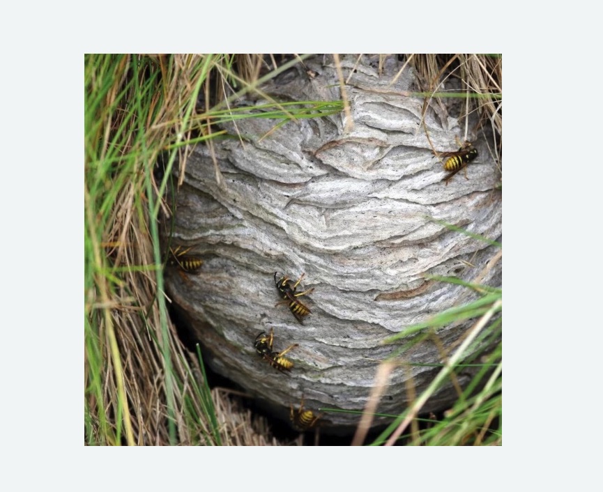 Уничтожение ос и ульев в Менделеево